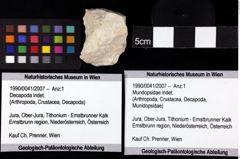 Foto (Objket + Etiketten) von Mundopsidae indet. 